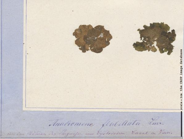 Anadyomene stellata.jpg
